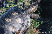 Pacific Pond/Blanding Hybrid Turtle