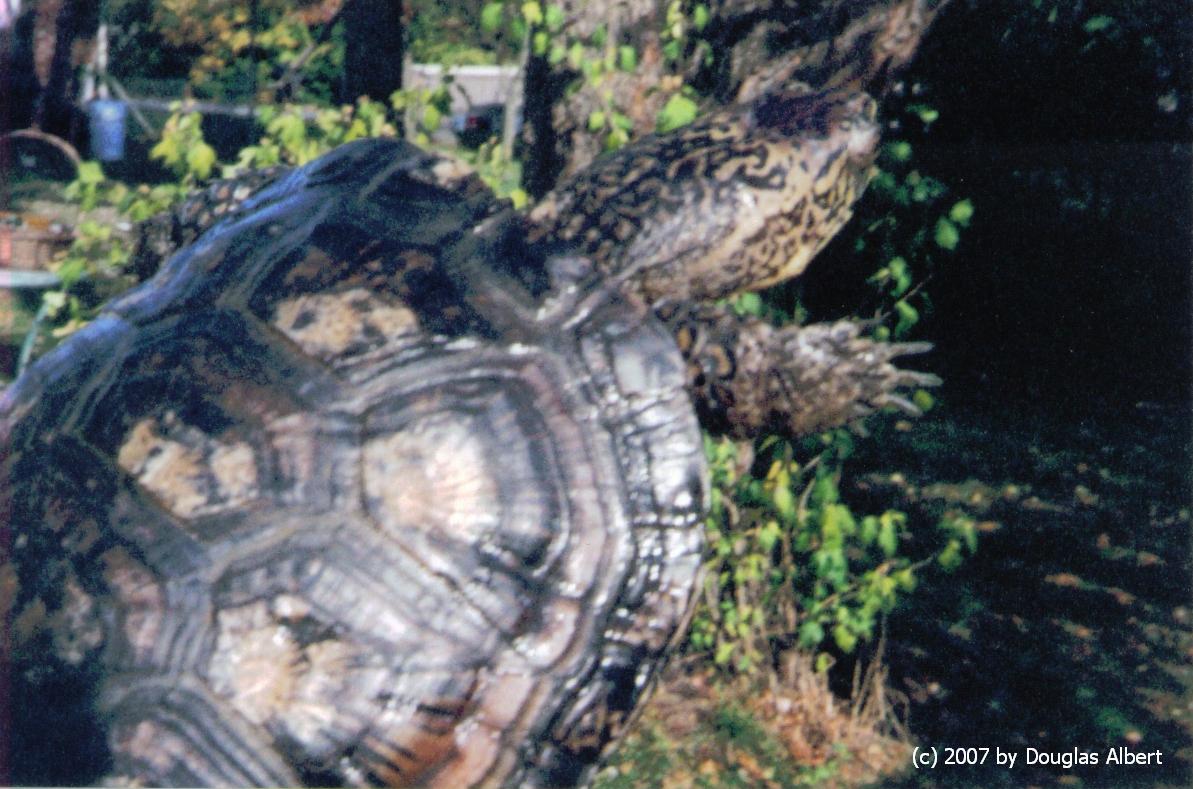 Pacific Pond/Blanding Hybrid Turtle