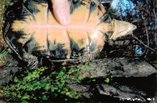 Pacific Pond/Blanding Hybrid Turtle
