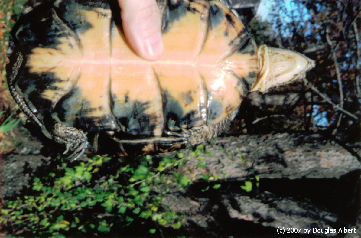 Pacific Pond/Blanding Hybrid Turtle