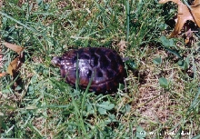 Canaan Valley, WV Turtle