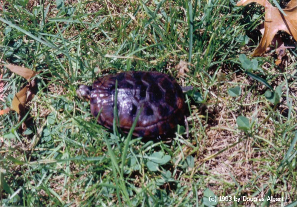Canaan Valley, WV Turtle
