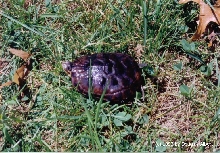 Canaan Valley, WV Turtle
