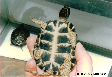 Wood Turtle (reticulated)