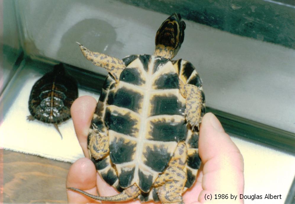 Wood Turtle (reticulated)