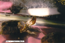 Close-up of cross-breed