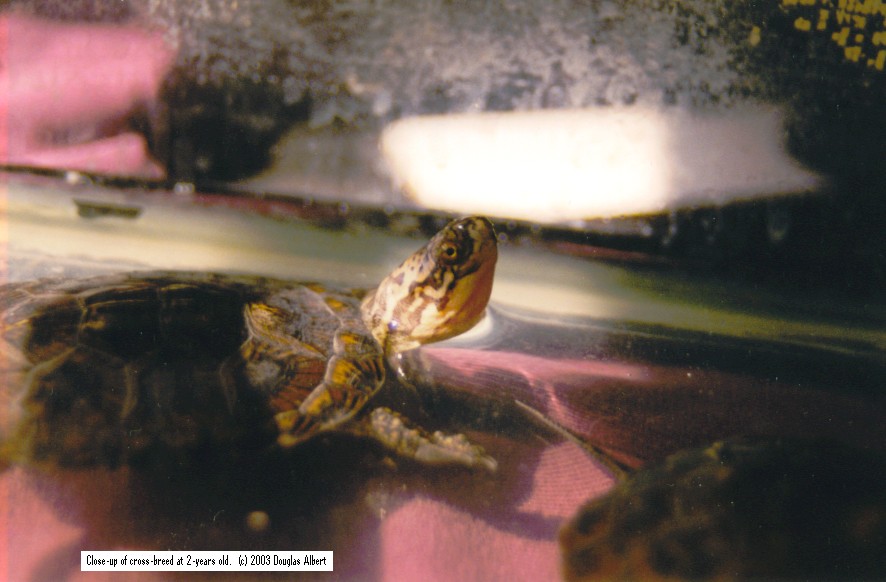 Close-up of cross-breed