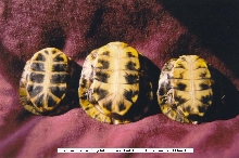 Plastrons