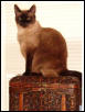 Willow