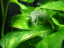 Eddie
