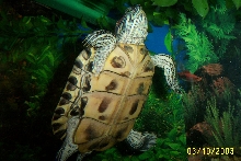 Petie Pattie