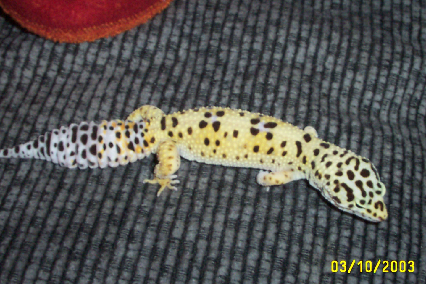 Xata - Length