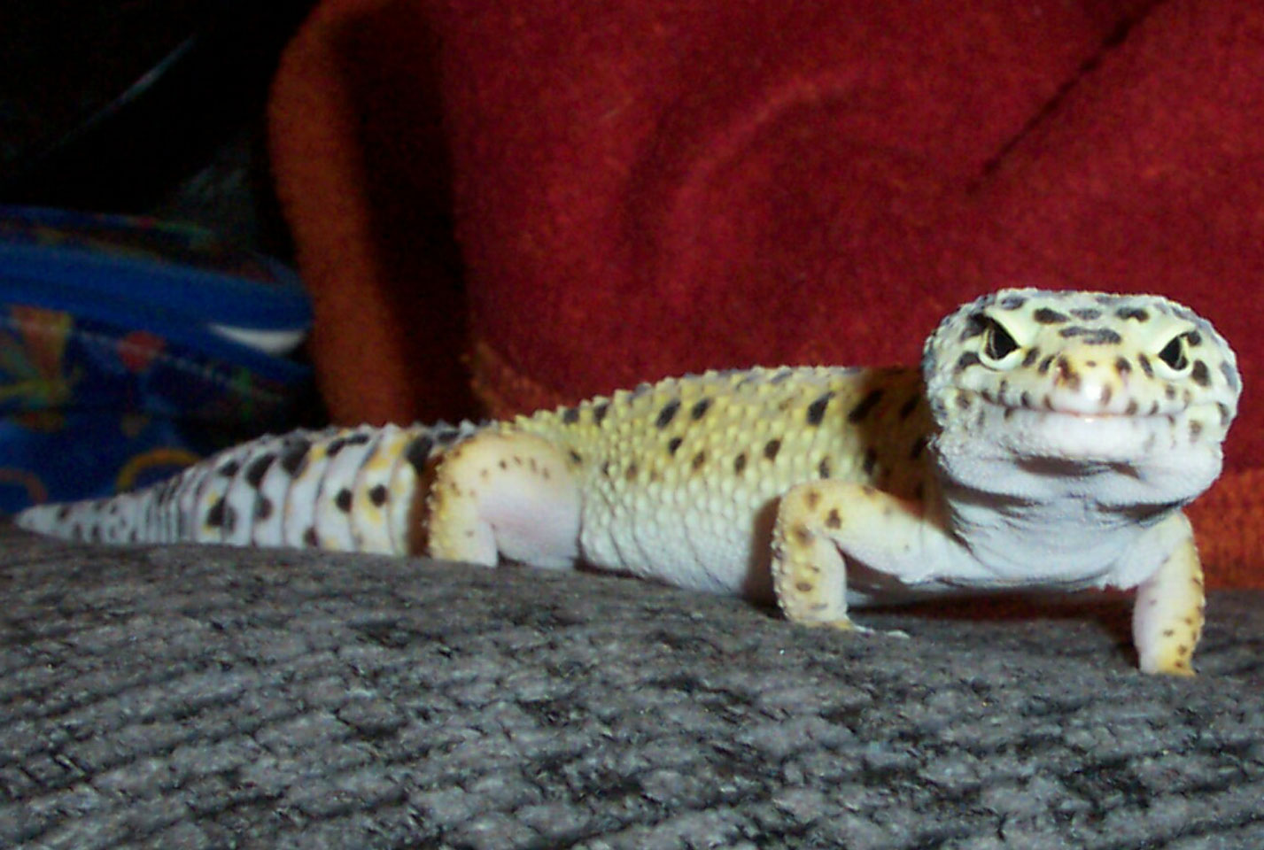 Xata