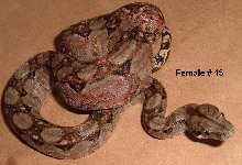 15F 2005 Nicaraguan boa