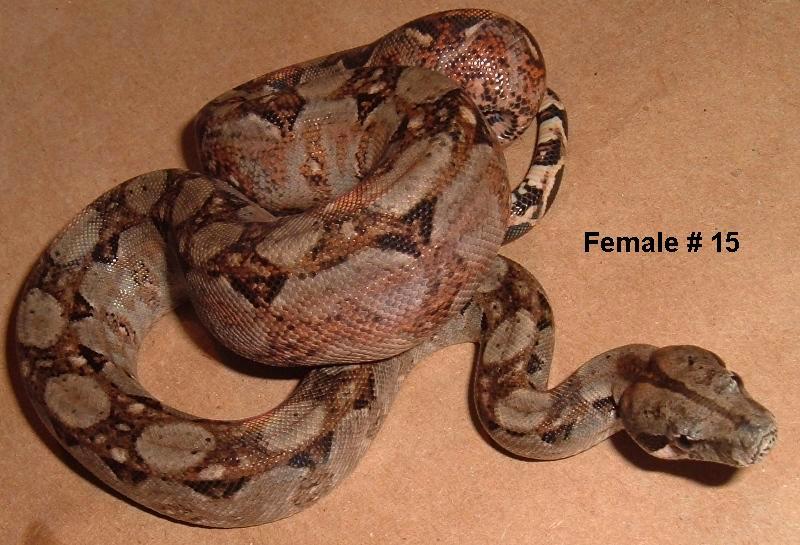 15F 2005 Nicaraguan boa