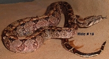 18M Nicaraguan boa