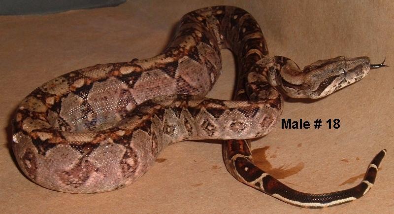 18M Nicaraguan boa