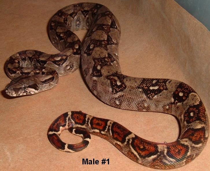 M1 05 Nicaraguan Boa
