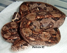 2F 2005 NIcaraguan boa