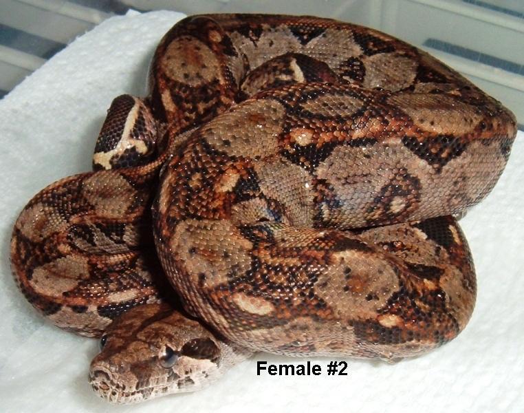 2F 2005 NIcaraguan boa
