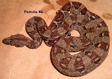 4F 2005 Nicaraguan boas