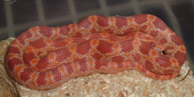 5FA
