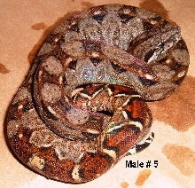 5M 2005 Nicaraguan Boa