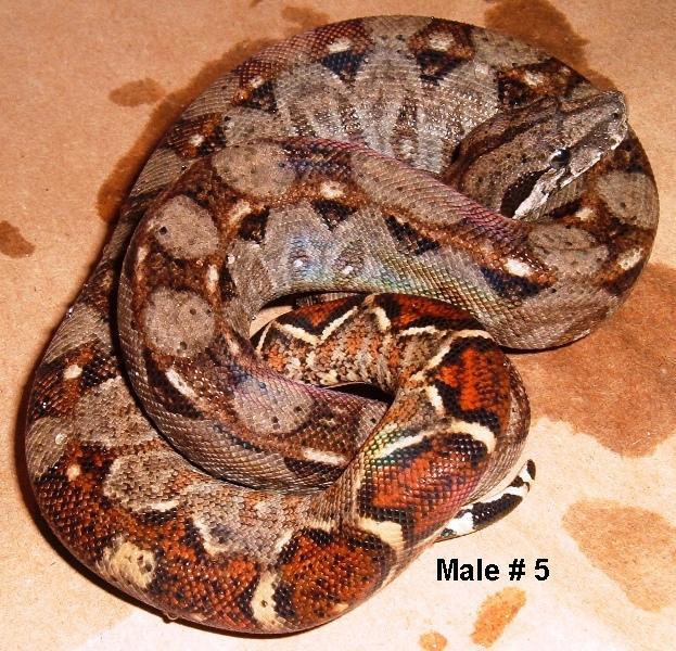 5M 2005 Nicaraguan Boa