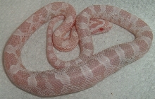 baby snow corn snake