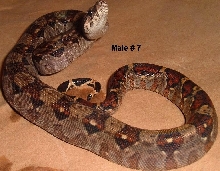 7M 2005 Nicaraguan boa