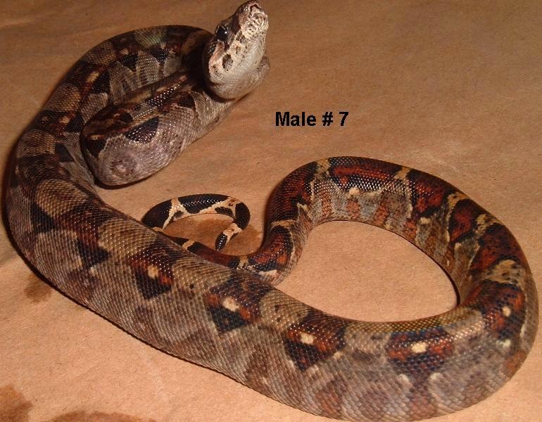 7M 2005 Nicaraguan boa