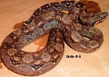 8M 2005 Nicaraguan Boa