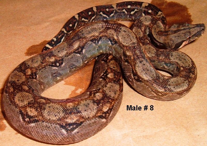 8M 2005 Nicaraguan Boa