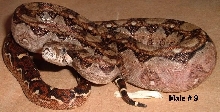 9M 2005 Nicaraguan boa