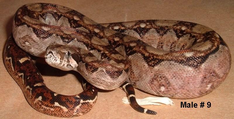 9M 2005 Nicaraguan boa