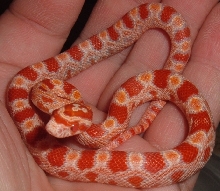 albino corn snake
