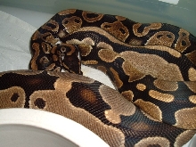 BP Mating