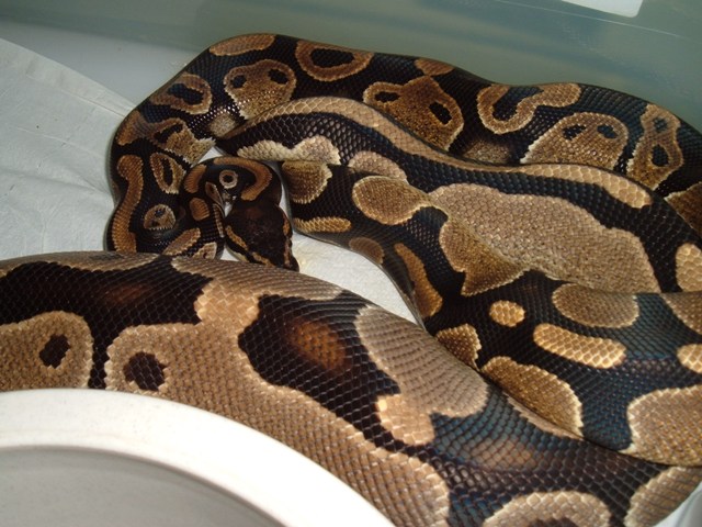 BP Mating