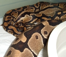 BP Mating 2