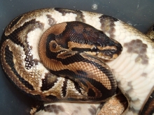 possible spotnose2