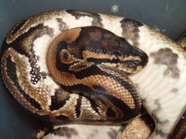 possible spotnose2