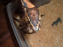 possible spotnose