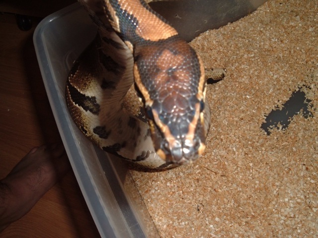 possible spotnose