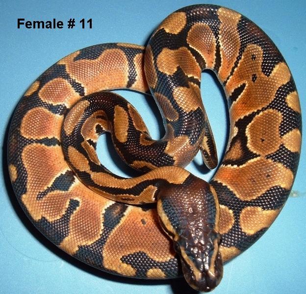 F11 Ball Python