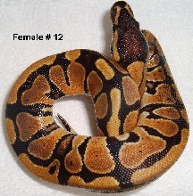 F12 Ball Python