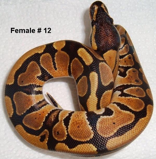 F12 Ball Python
