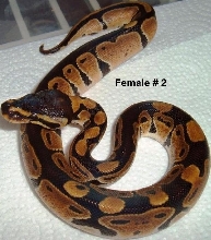 F2 Ball Python
