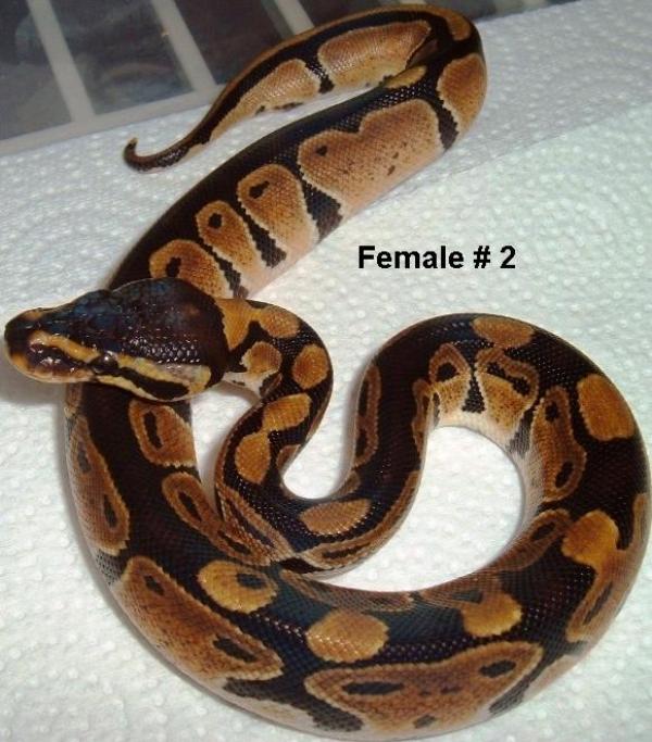 F2 Ball Python