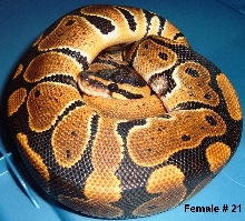 F21 Ball Python