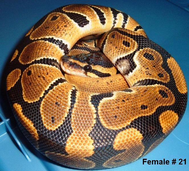 F21 Ball Python